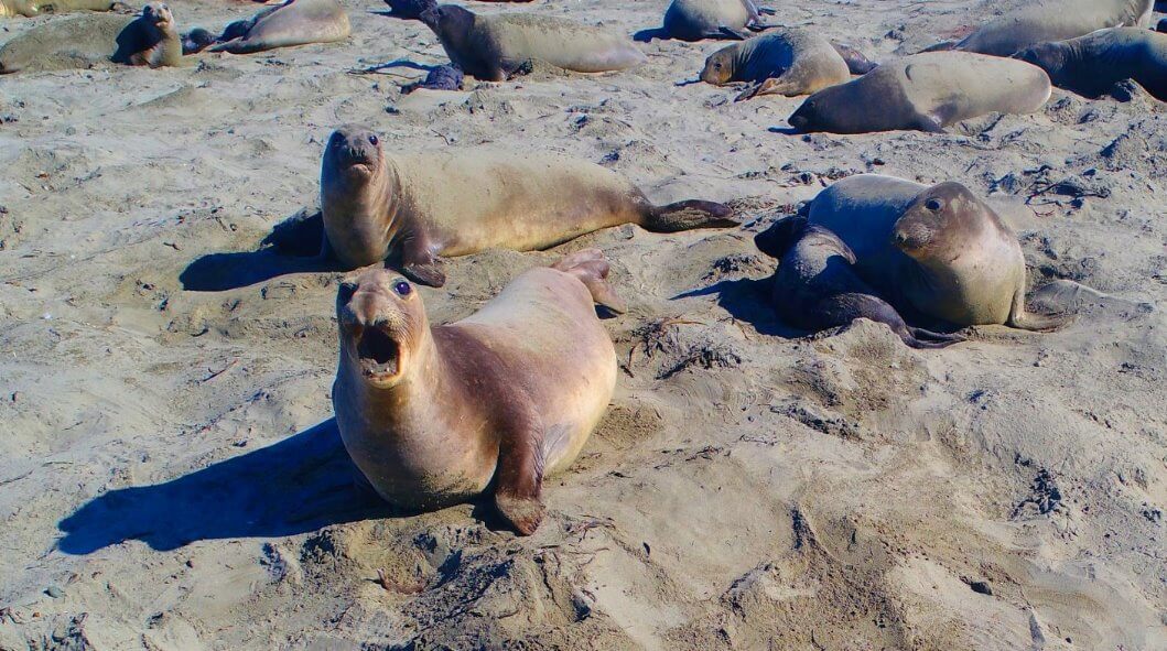 Things-To-See-Along-California-Coast-Highway--Elephant Seals-Attractions